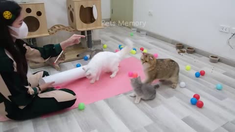 Animal funniest video