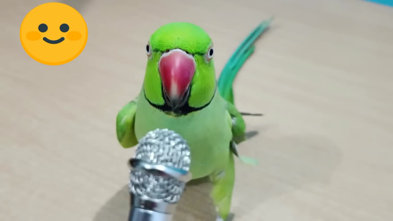 A sweet and cute parrot is talking and singing in Indian got talent program.