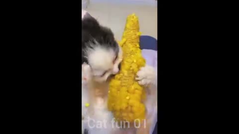 #cat#funny cat video #