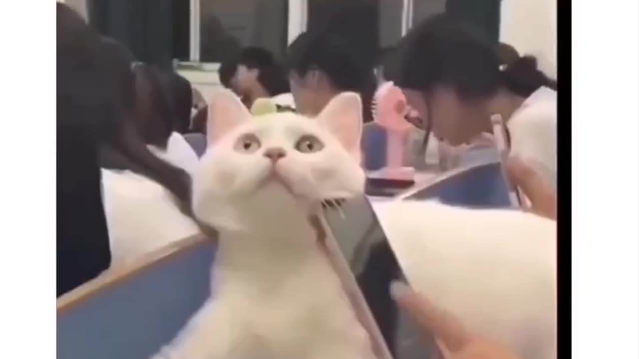Cat gatos