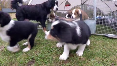 Mother dog watches as her puppies wake up for