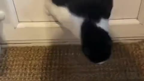 cute fat cat can't enter the door hole