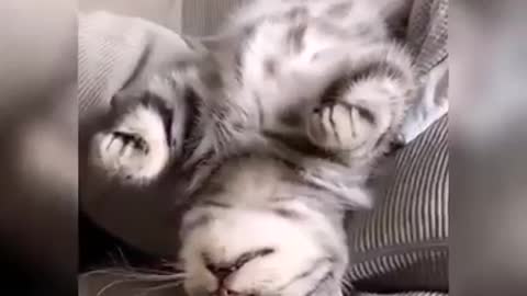 Cute & Funny Cat Videos Compilation | Cat Videos