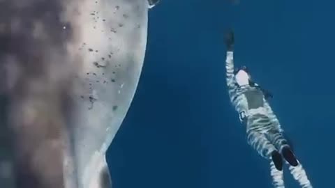 Big Shark