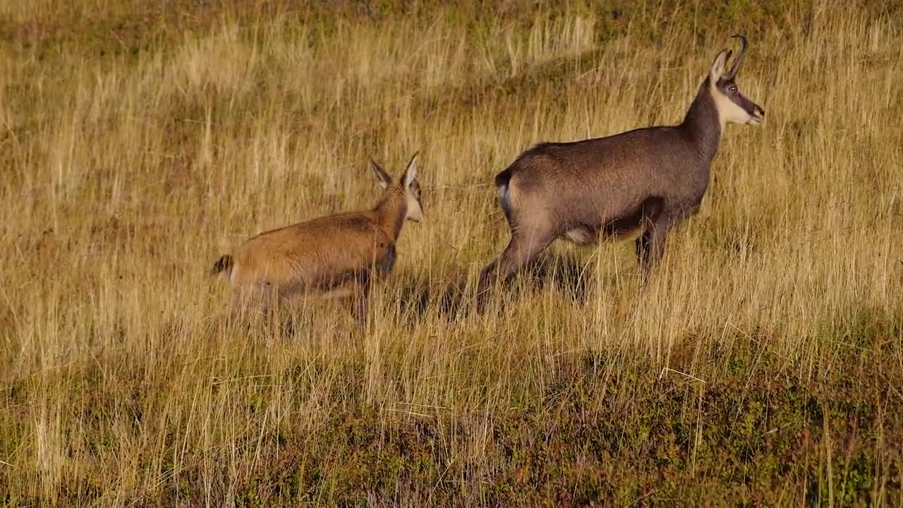 Chamois young buff kid