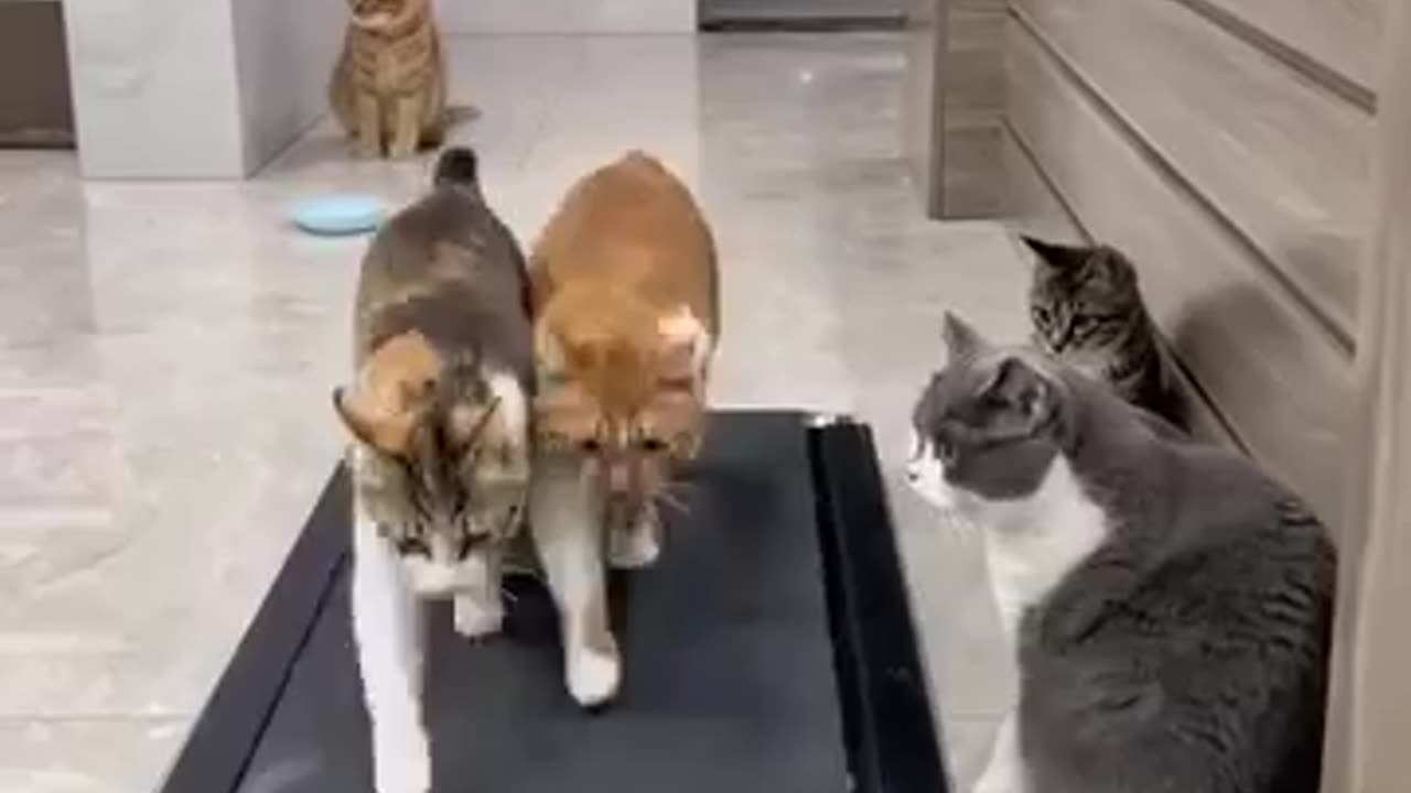 Funny Cat Walk 😂🐾