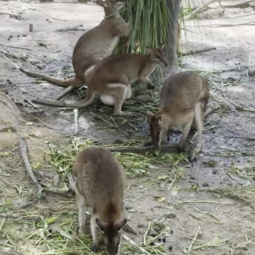 the Wiley Australian Kangaroo Plotting their Next Move