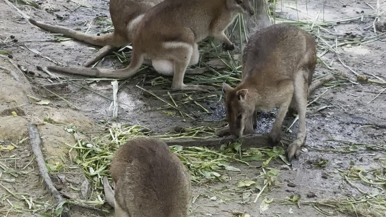 the Wiley Australian Kangaroo Plotting their Next Move