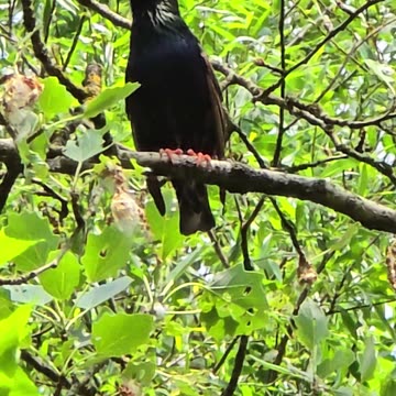 Blackbird on a tree / beautiful black bird on a branch.