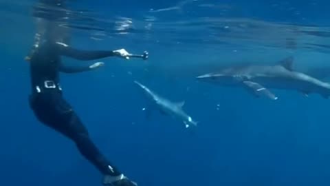 diving with sharks