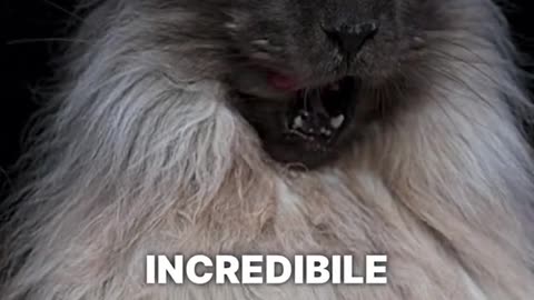 5 cose che il tuo gatto sa di te #gatti #gattiditiktok #gattini