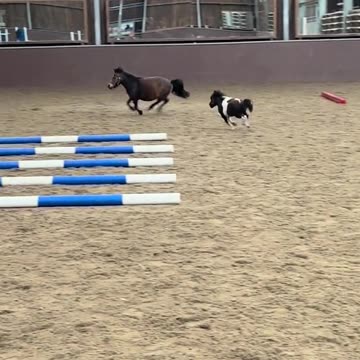 Baby horse living its best life