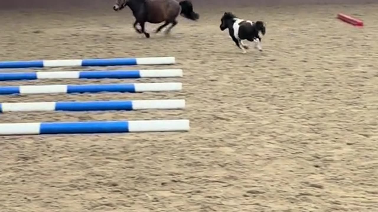 Baby horse living its best life