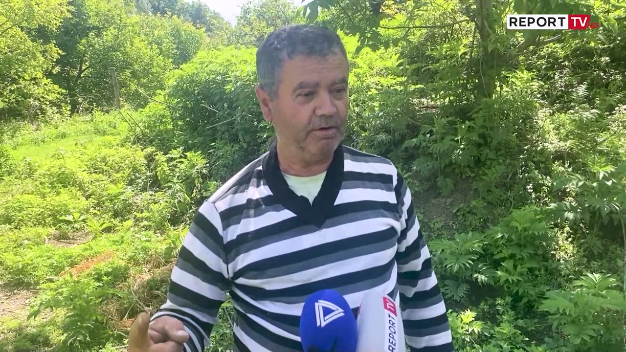 Abuzimi me çmimin, qershia dyfishohet nga parcela në treg, fermerët: Prodhimi i parë u dëmtua