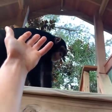 This chimp helping a guy up is still one of my favorite videos ever..