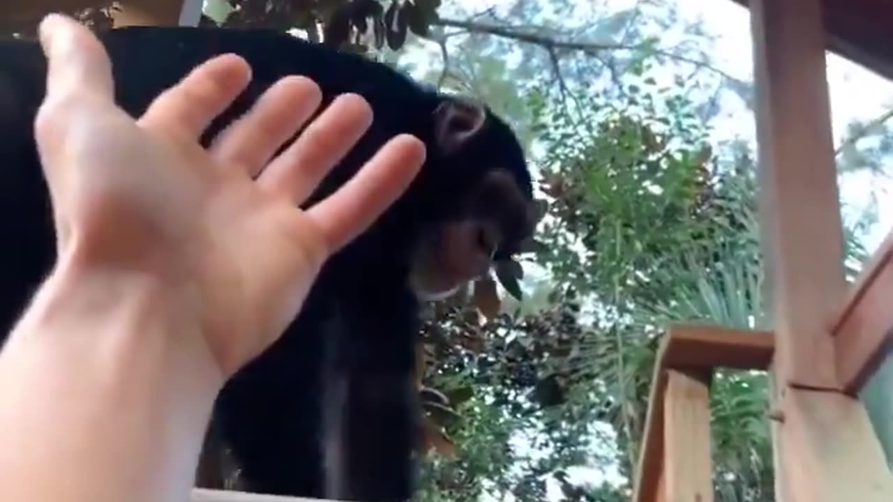 This chimp helping a guy up is still one of my favorite videos ever..