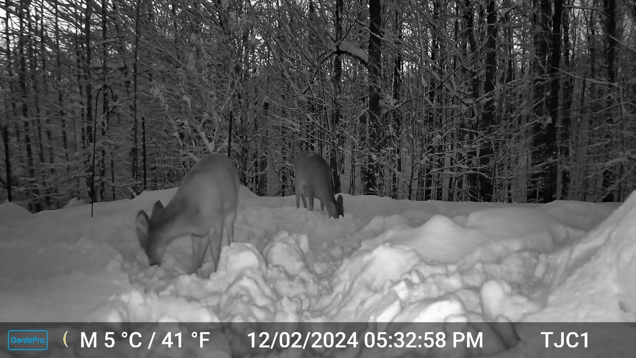 Deer Pawing in the Snow