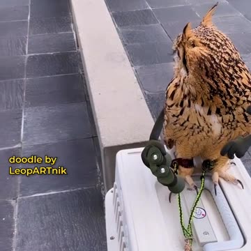 Flight Path: Creating Bird Masterpieces