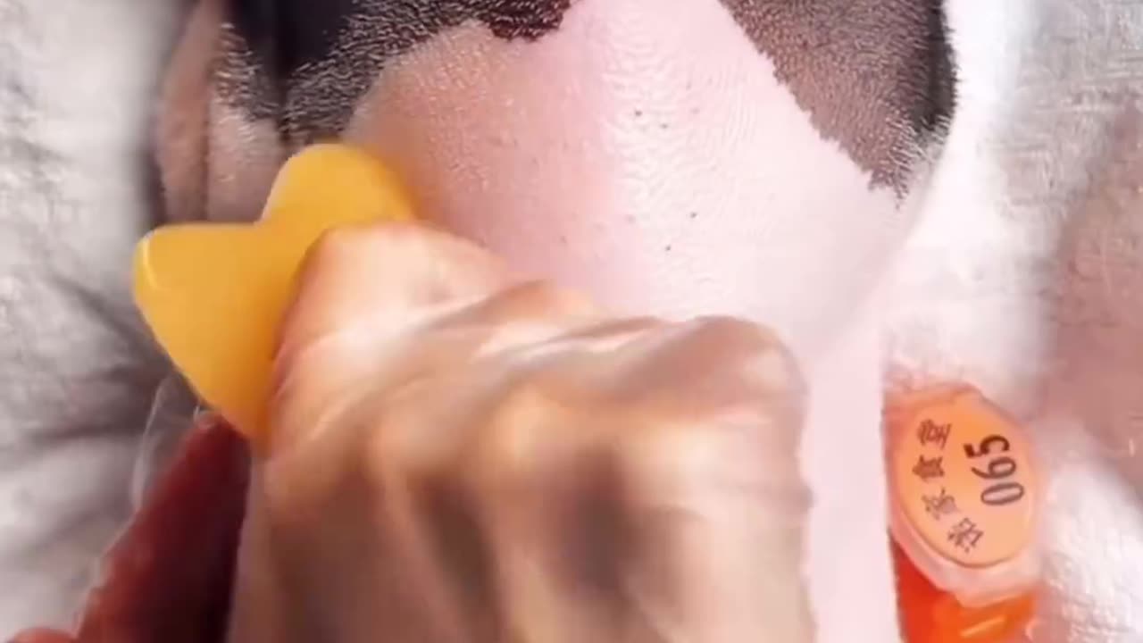 LeitĆ£o assadoš¤¤