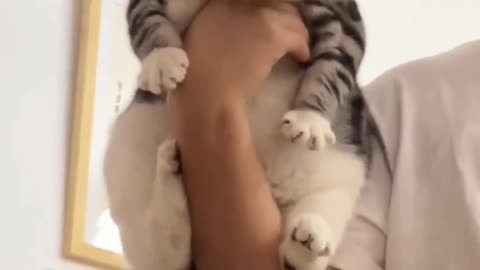 funny cat