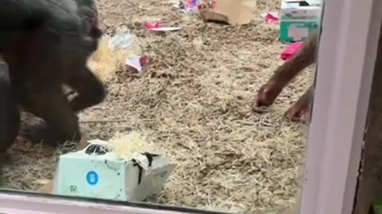 Chimpanzees are shocked by a man prosthetic leg