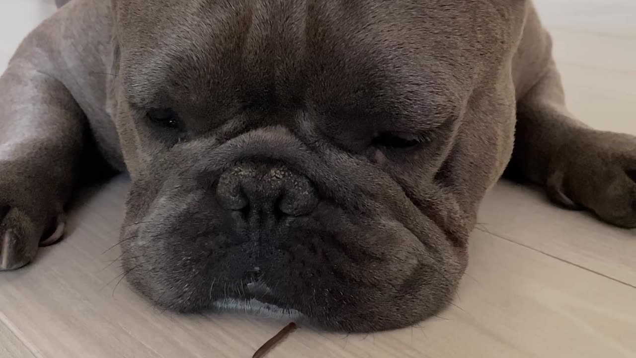 French Bulldog Reacts to Creepy Crawly