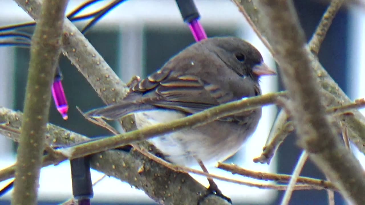 Dark-eyed junco