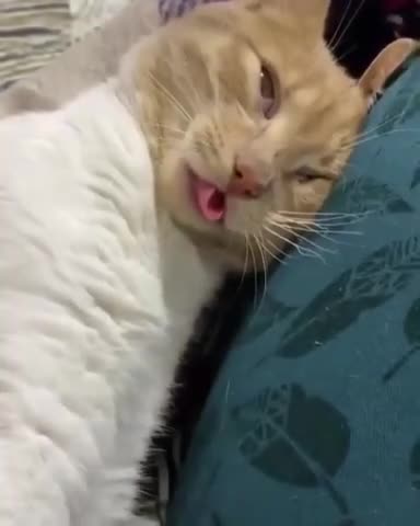 Almaz is sleeping after a hard day's work!