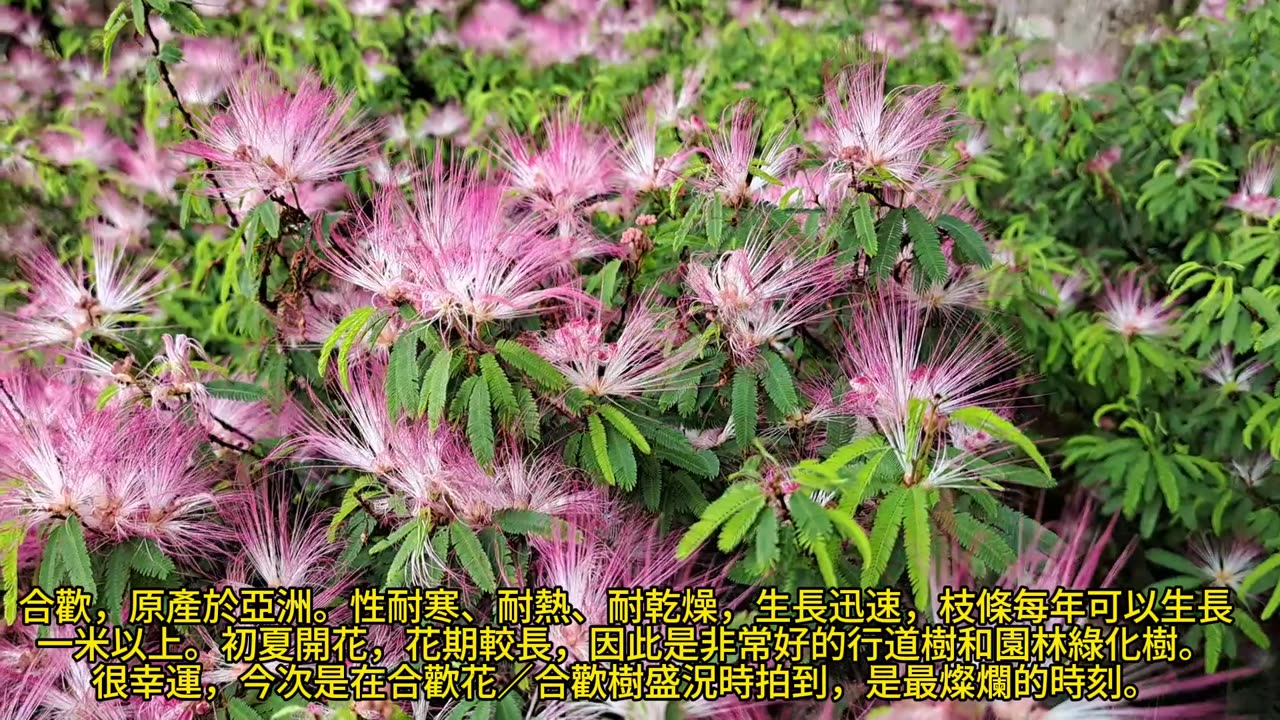 很幸運，在 #合歡花 ／ #合歡樹 盛況時拍到 Pink silk tree／Persian silk tree