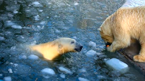 Playful Majesty in the Arctic Chill