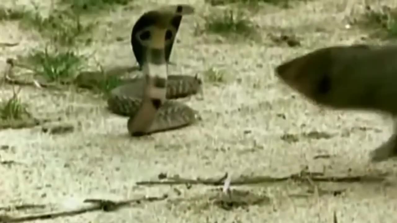 The fight between cobra and mongoose