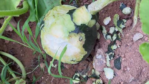 Porcupine Ate One Of My Squash