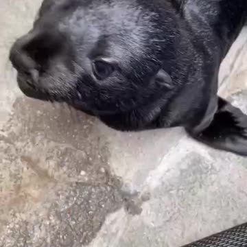 Baby seal of disapproval 🤣