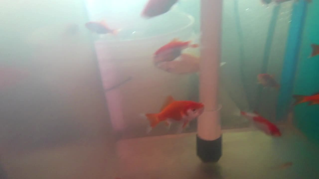 Underwater Video of Our Aquaponics Fish Tank