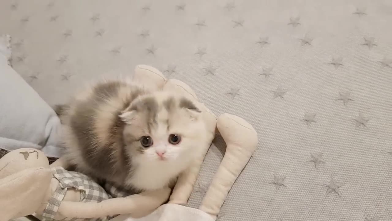 Very Cute kitten❤