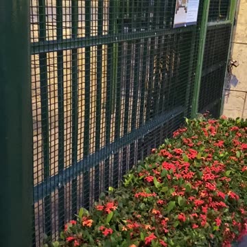 Tiger outside hotel!