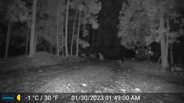 Young Mountain Lions at the Gate