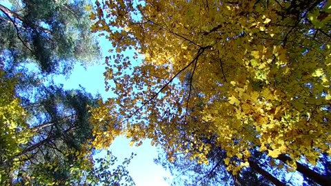 [4K] Autumn Leaves _ Drone Aerial View