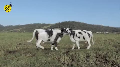 FUNNY COW DANCE 1 │ Cow Song & Cow Videos 2021