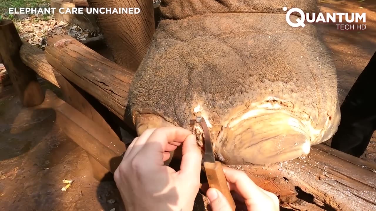 Man Skilfully Trims Elephant Landmine Injury and Foot Abscess | by @elephantcareunchained