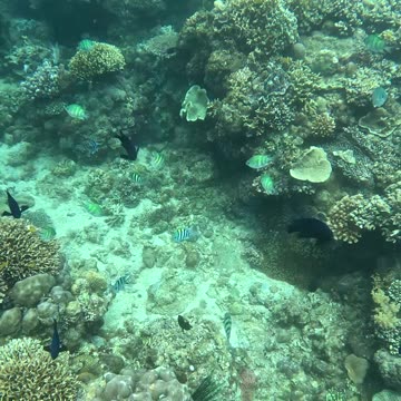 Freediving, Breathless Adventures