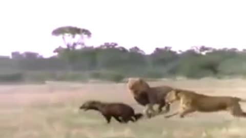 when lions meet a lone hyena