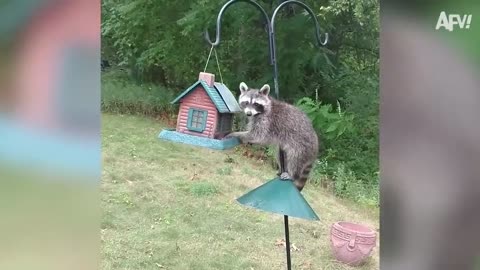 FUNNIEST ANIMALS