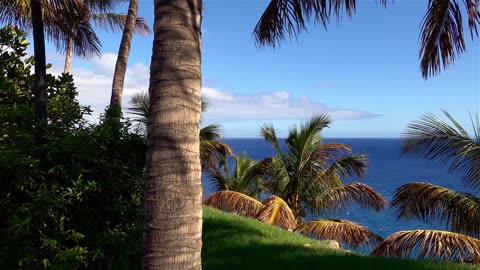 Beautiful Ocean Palm View 4k | Beautiful Nature