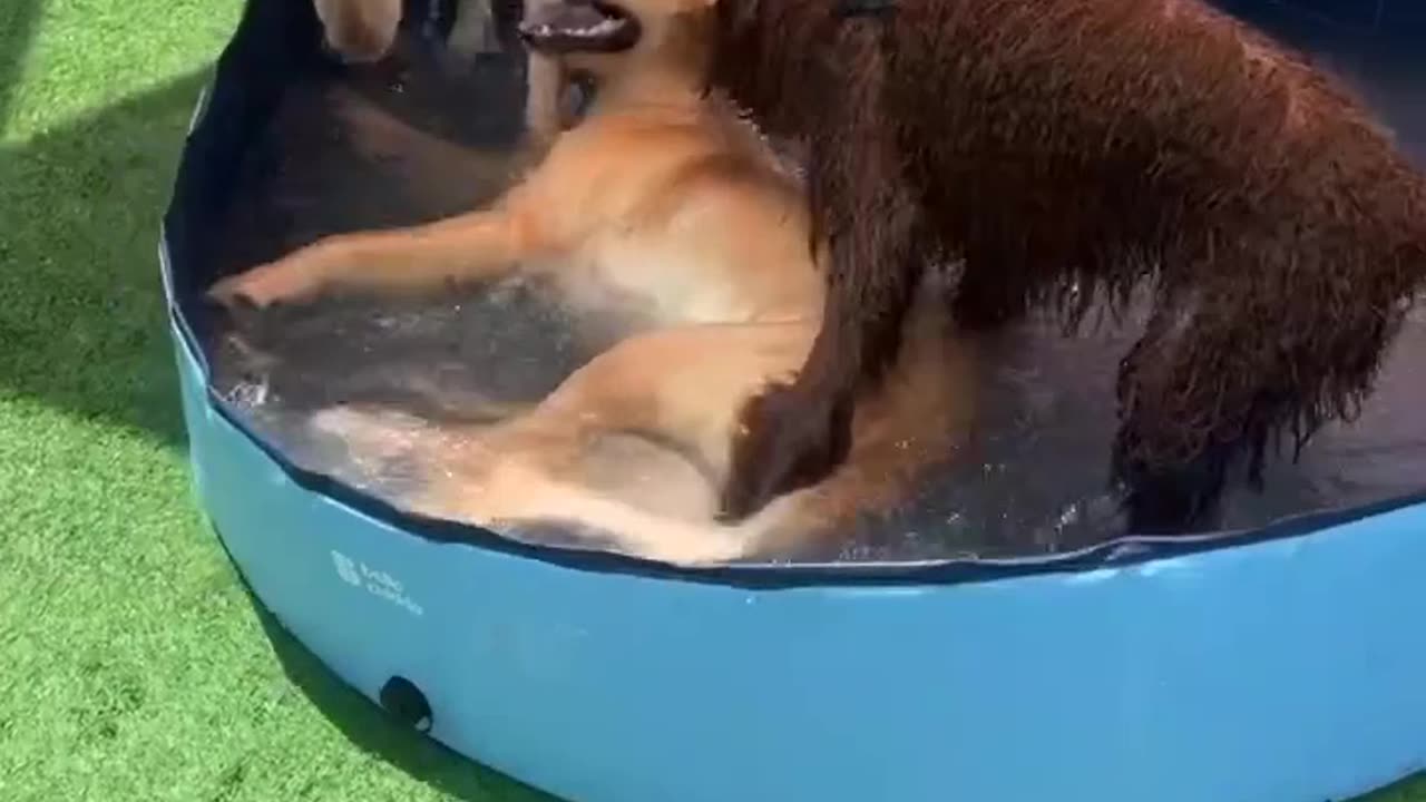 Dogs team taking bath