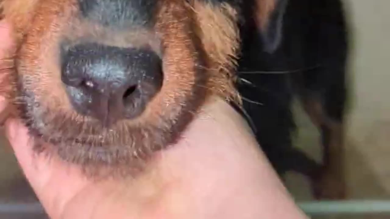 My Jagterrier Google