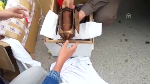 1-Ancient Torah Scrolls-Interesting Symbology