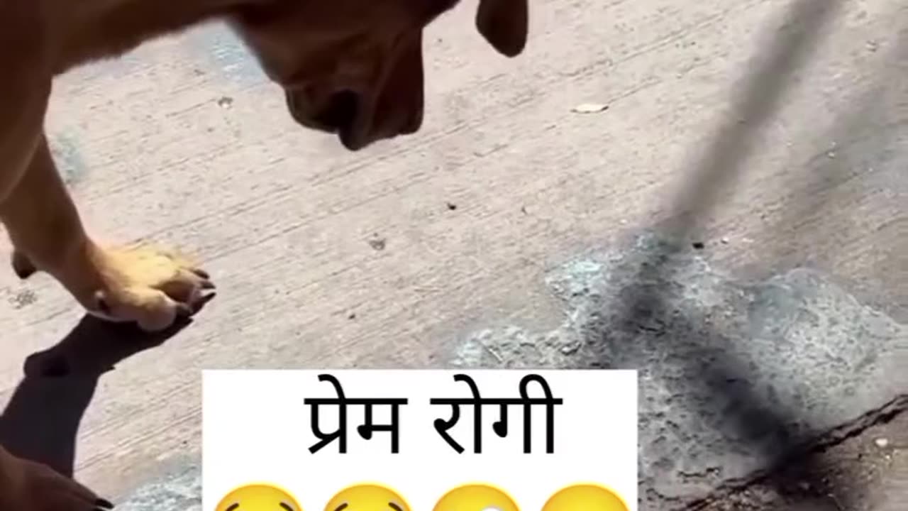 prem rogi🤣🤣🤣 video trending #virals#funny