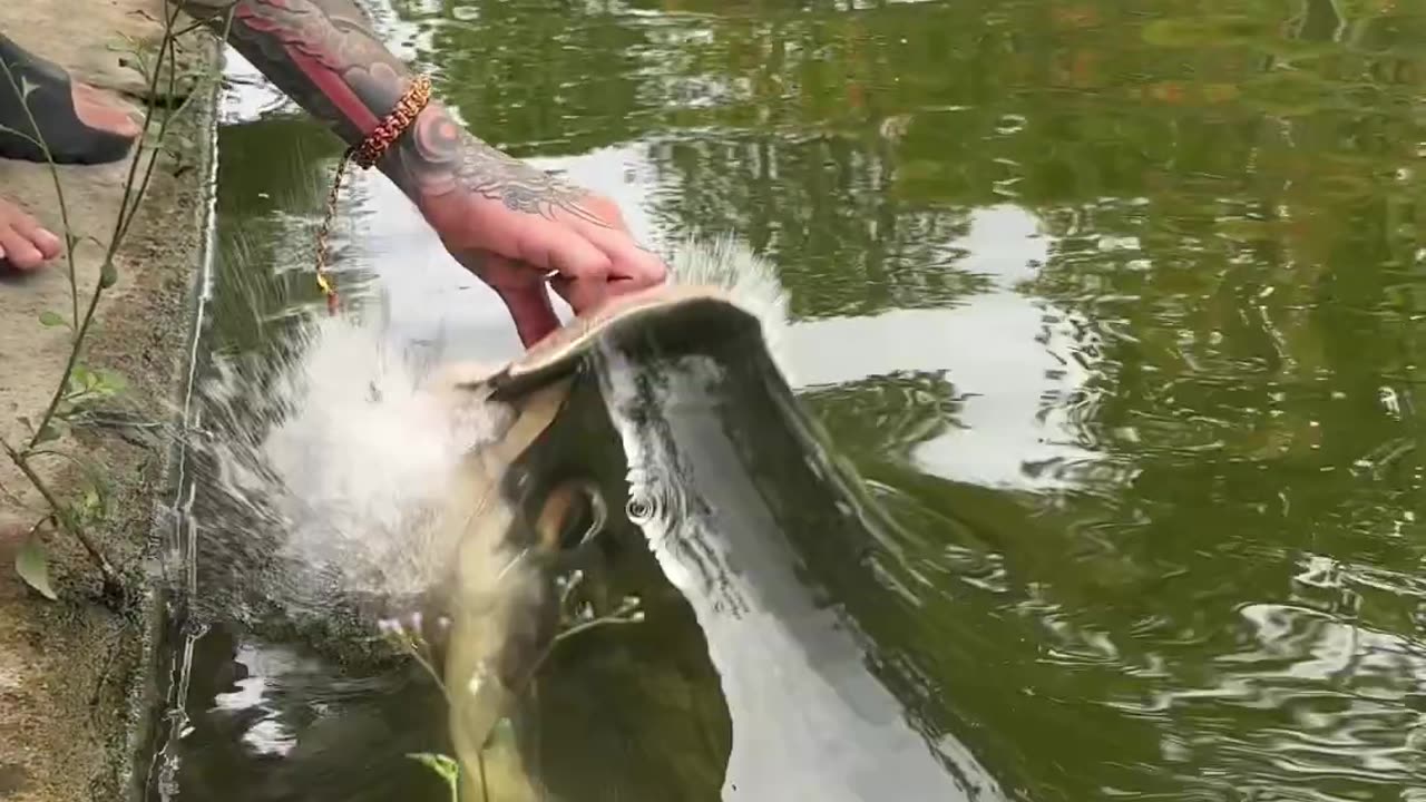 Monster Fish Alert!!! (Arapaima) #monster #fish #thailand #fishing #crazy #funny #feeding #arapaima