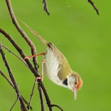 Little and little birds Funny videos| Lovely Cardinal Little Birds videos